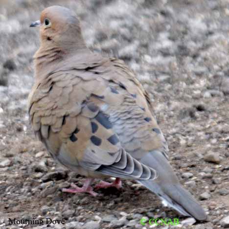 Birds of North America