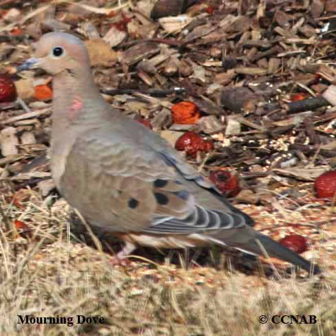 Birds of North America