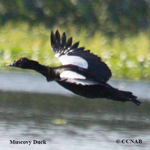 Birds of North America