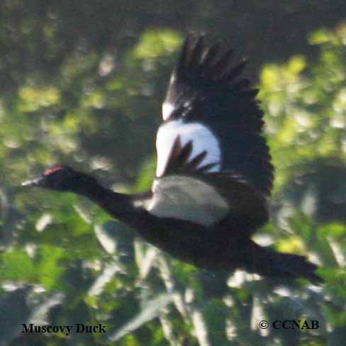 Birds of North America