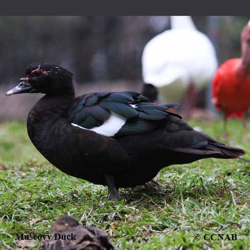 Birds of North America