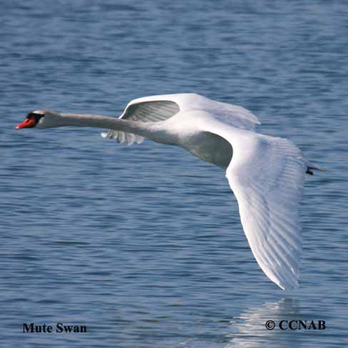 Birds of North America