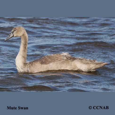 Birds of North America