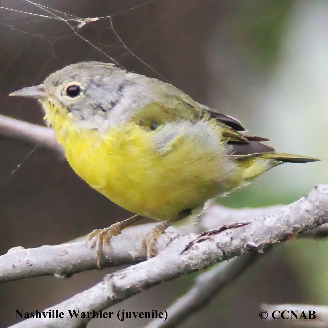 Birds of North America