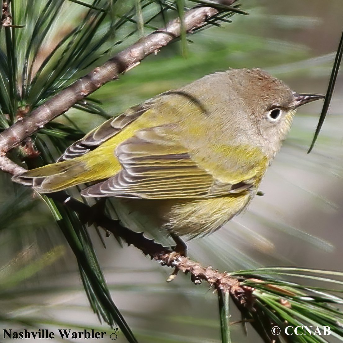Birds of North America