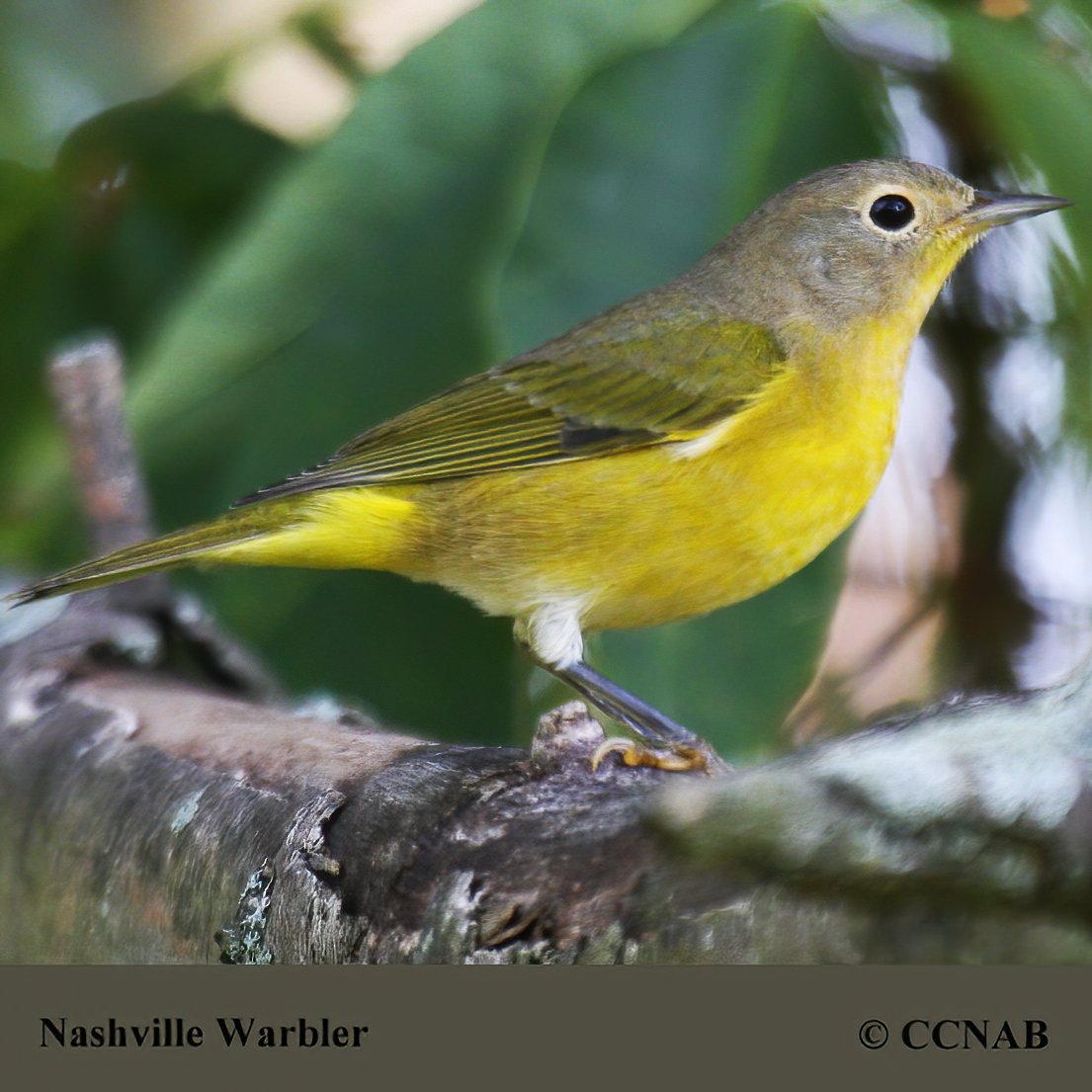 Birds of North America