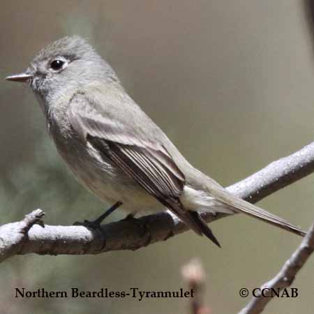 North American tyrannulets
