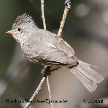 Northern Beardless-Tyrannulet
