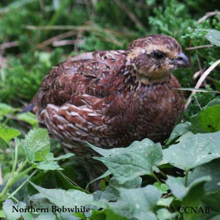 Birds of North America