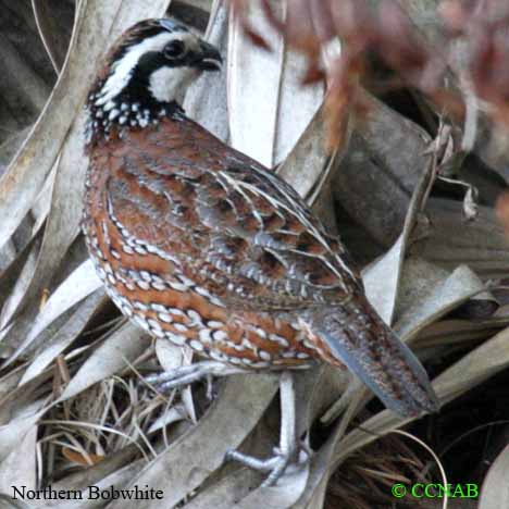 Birds of North America