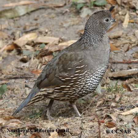 Birds of North America