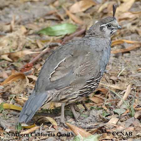 Birds of North America