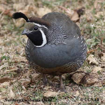 Birds of North America