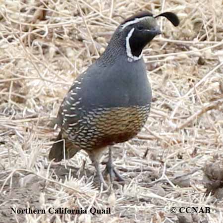 Birds of North America