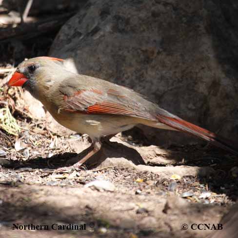 Birds of North America