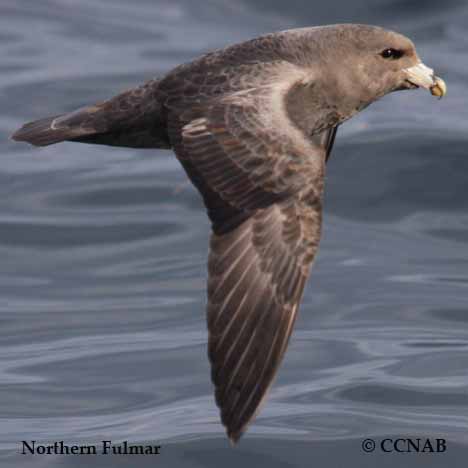 Birds of North America