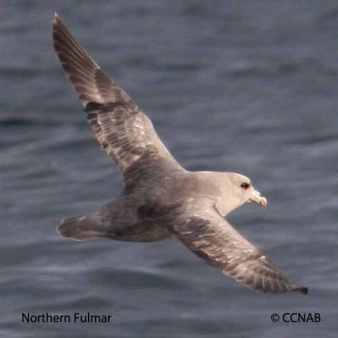 Birds of North America
