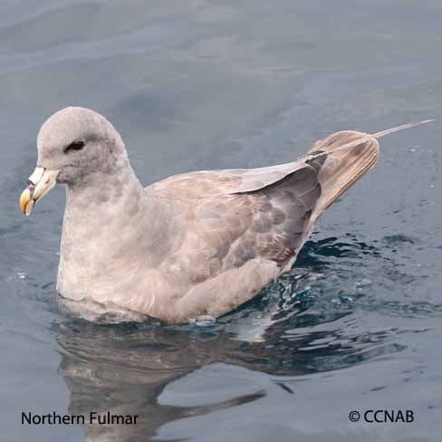 Birds of North America