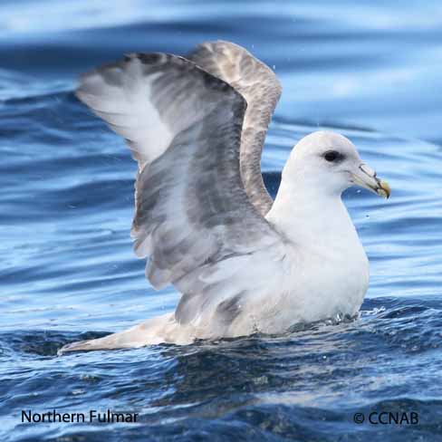 Birds of North America