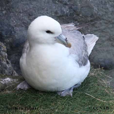 Northern Fulmar