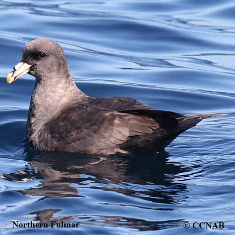Birds of North America
