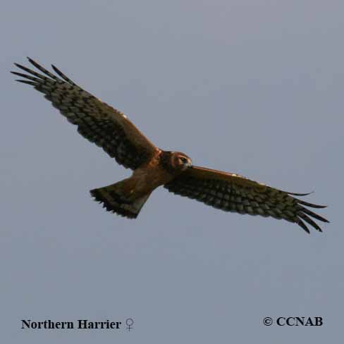 Birds of North America
