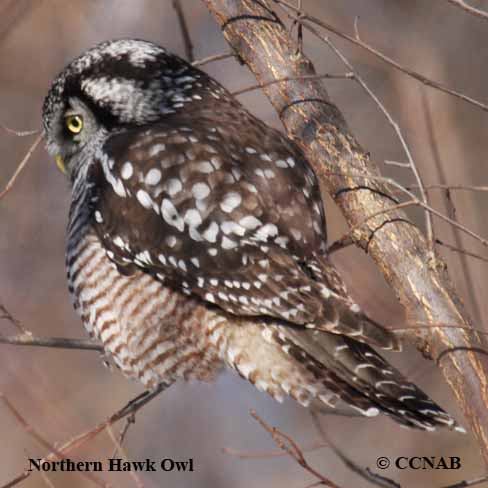 Birds of North America