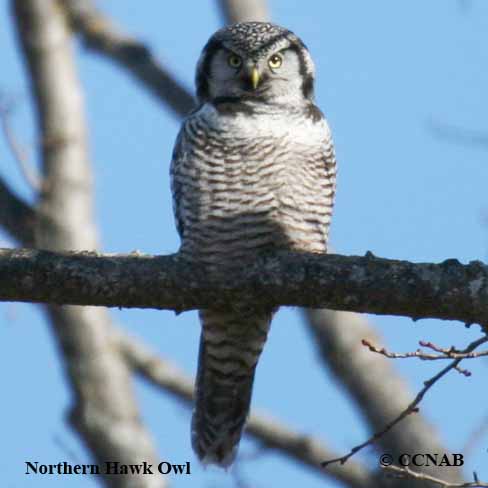 Birds of North America