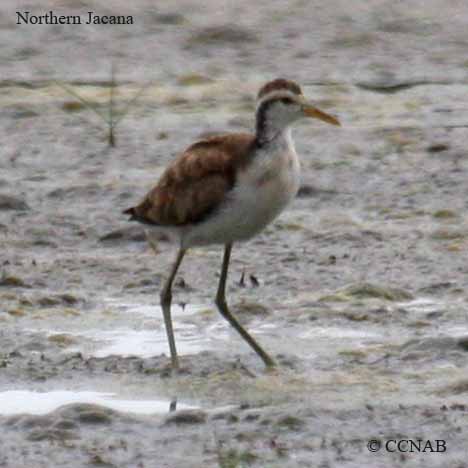 Birds of North America