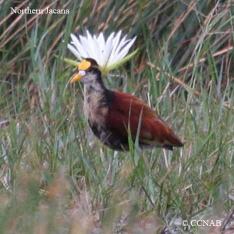 Birds of North America