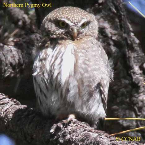 Northern Pygmy-Owl