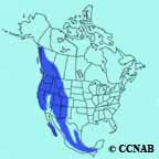 Northern Pygmy-Owl range map