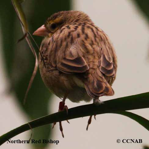 Birds of North America