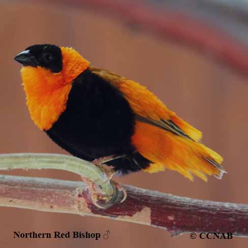 Birds of North America