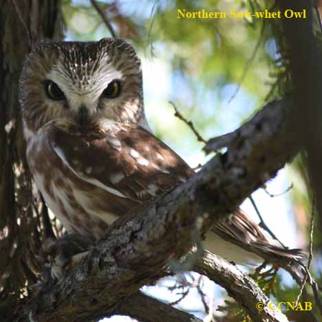 Birds of North America
