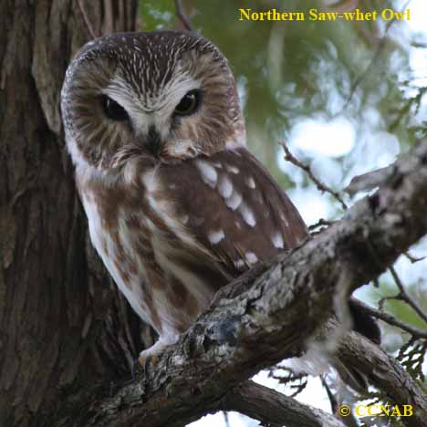 Birds of North America
