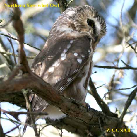 Birds of North America