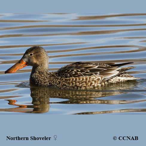 Birds of North America