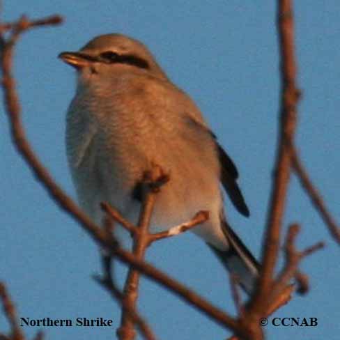 Birds of North America
