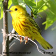 Northern Yellow Warbler songs and calls