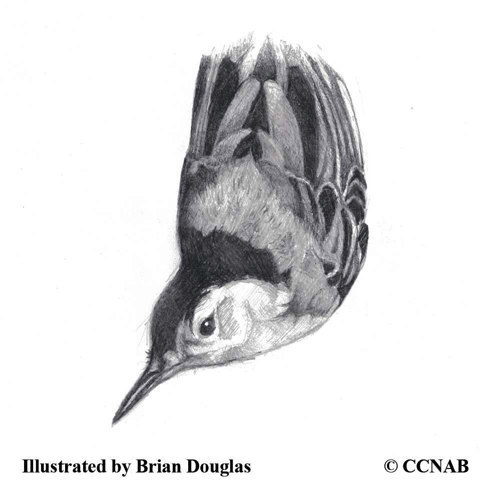 nuthatches