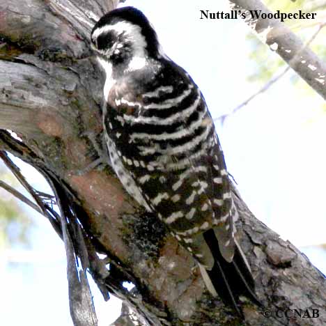 Birds of North America