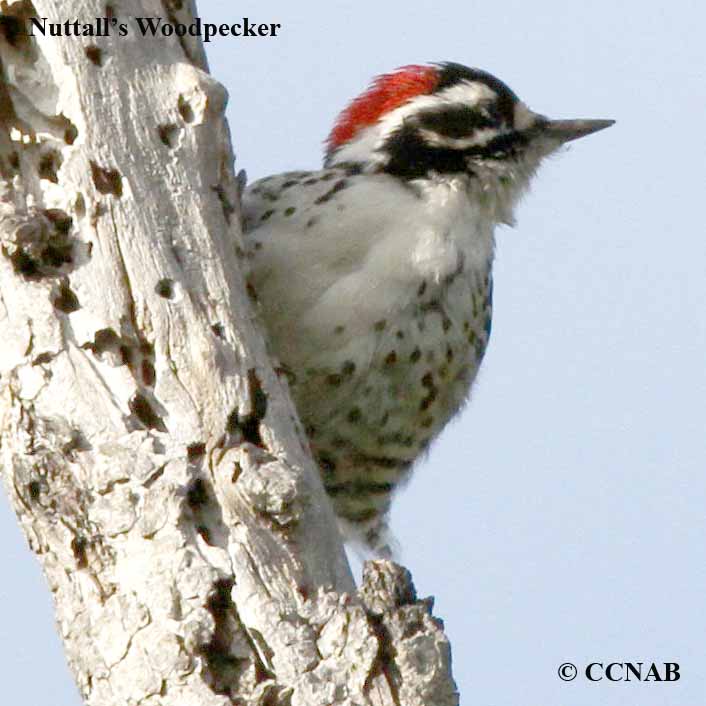 Birds of North America