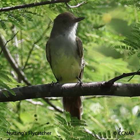 Birds of North America