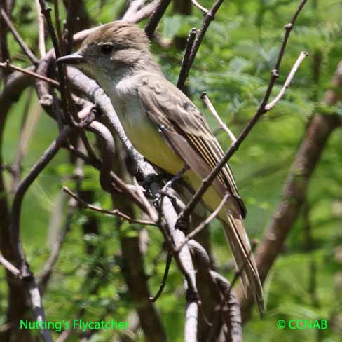 Birds of North America