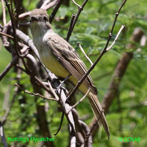 Birds of North America
