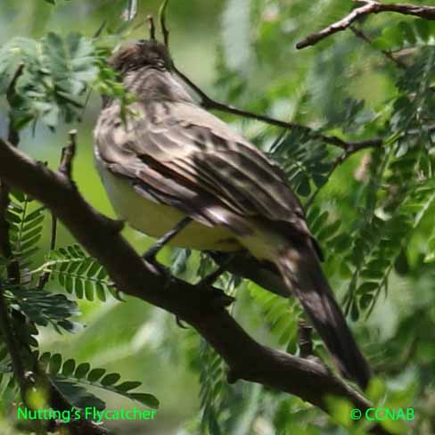 Birds of North America