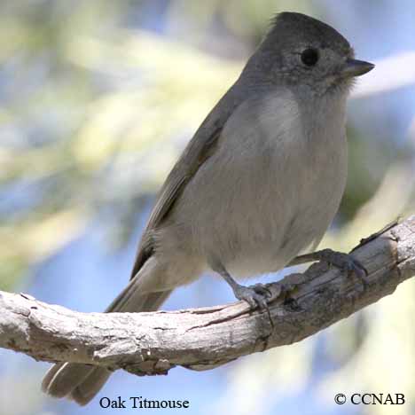 North American Titmice