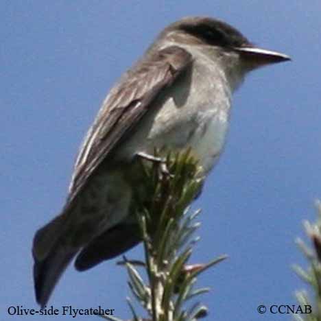 North American Flycatchers