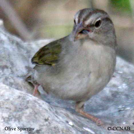 Birds of North America